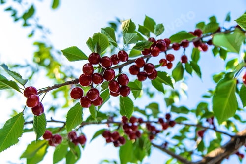 Preview: Ripe cherries in the garden. Selective focus.