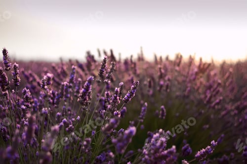 Preview: Provence nature background. Lavender field in sunlight with copy space. Macro of blooming violet