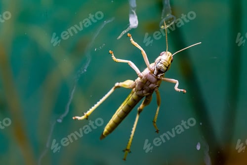 Preview: Closeup horizontal shot of a grasshopper on a green-turquoise background