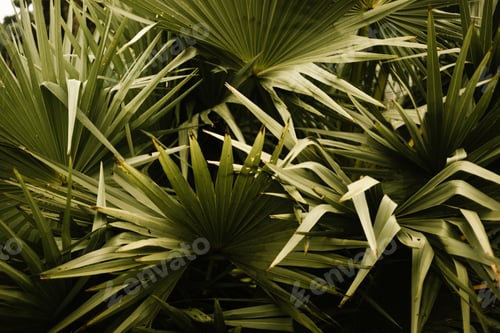 Preview: Big green tropical leaves in forest