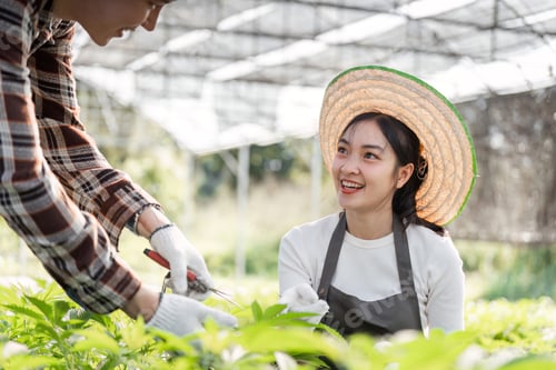 Preview: Couple Enjoying Gardening Together with Herbs and Cannabis in a Lush Greenhouse Setting