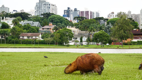Visualização: Capybara in Parque Barigui, municipal public park in Curitiba, southern Brazil