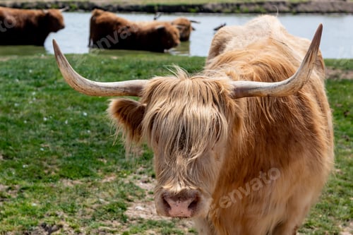 Preview: Scottish Highlander cattle with a lake in the background
