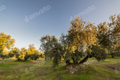 Preview: Olive tree from the picual variety near Jaen, Spain