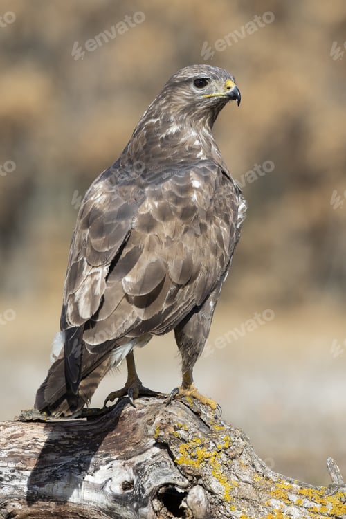 Preview: Vertical selective focus shot of an eagle in the nature