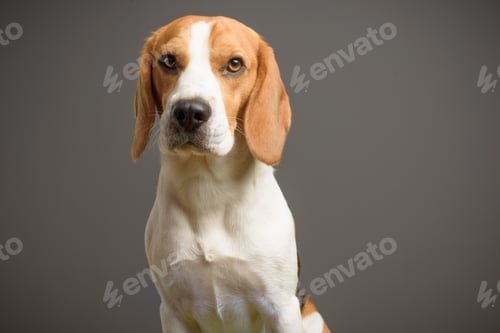 Preview: Beagle dog portrait on a grey background