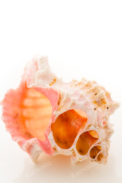 Preview: Sea shell