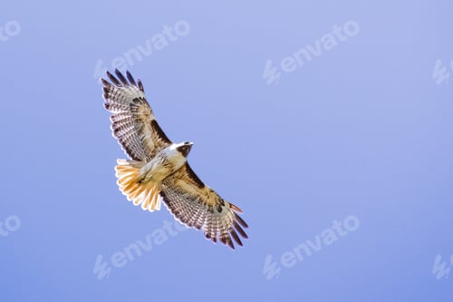 Preview: Flying Red-tailed Hawk