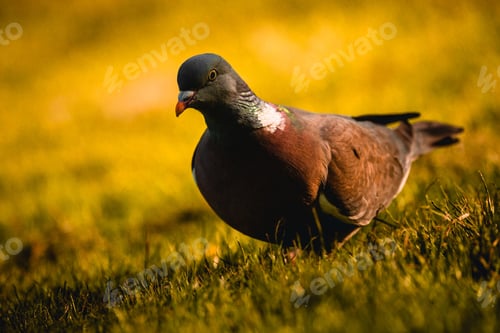 Preview: Single pigeon stands in a lush green grassy area.