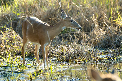 Preview: Key Deer in natural habitat in Florida state park