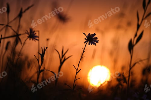 Preview: Dark silhouettes of wild flowers against bright colorful sunset sky with setting sun light
