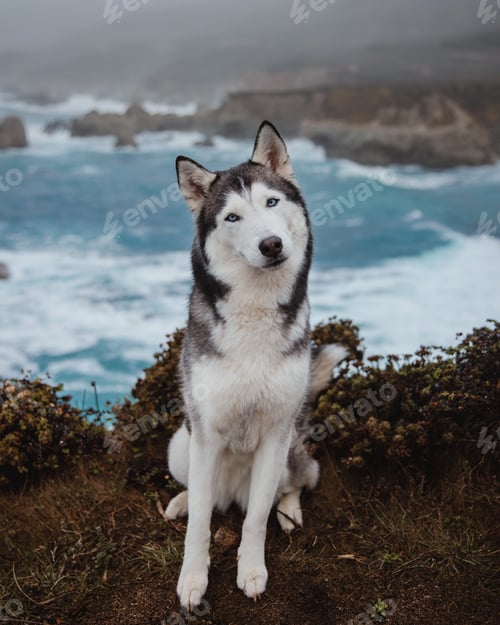 Preview: Vertical shot of a cute Husky with a beach in the background
