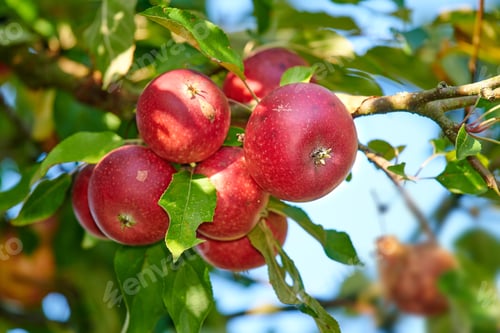 Preview: Fresh apple. Fresh apple in the garden.