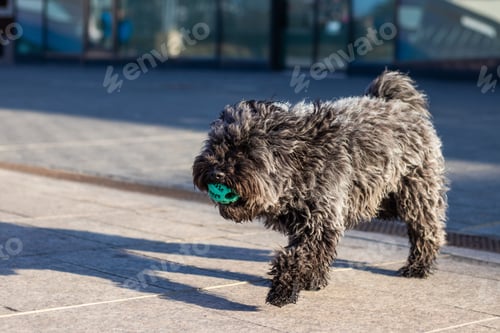 Preview: Adorable black puppy holding a bright green ball in its mouth running outdoors