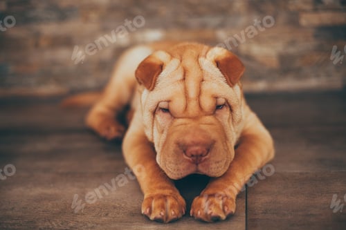 Preview: Shar Pei puppy sleeping on the floor