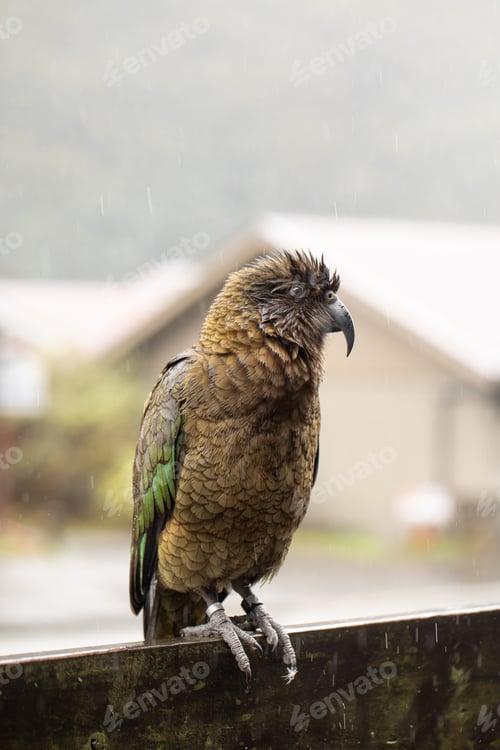 Preview: A Kea parrot perches on a rainy landscape in Arthur Pass, New Zealand