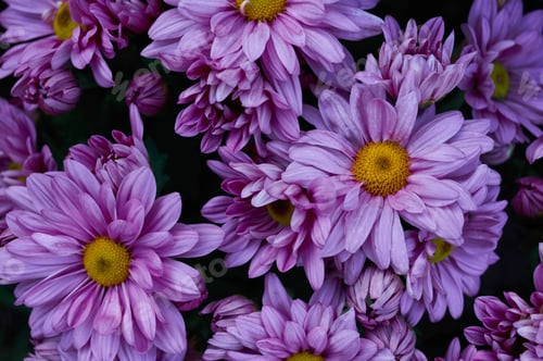 Preview: Top view of violet flowers on bloom
