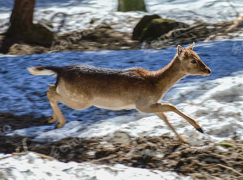 Preview: Closeup shot of a roe deer running in a snow-covered wildlife park Lacuniacha, Spain