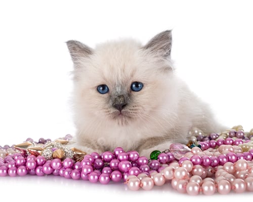 Preview: birman kitten in studio