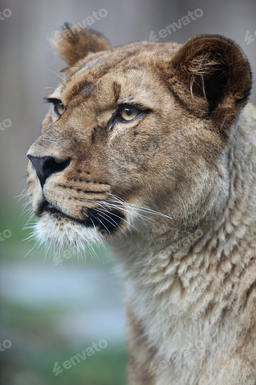 Preview: Close-up portrait of a majestic lioness (Panthera Leo) in nature