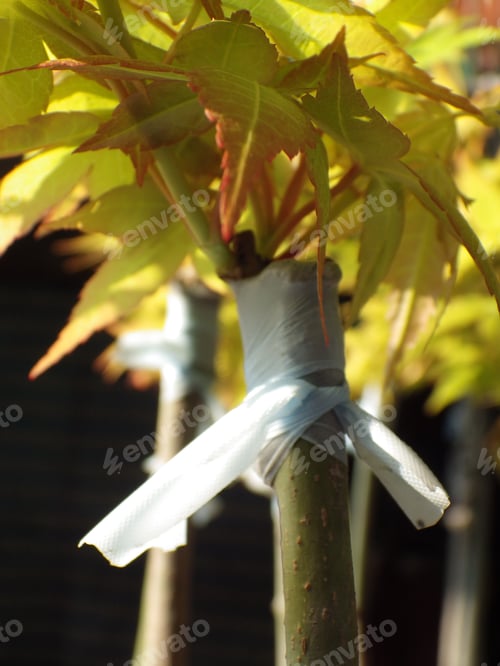 Preview: Closeup of a young grafted plant in the garden