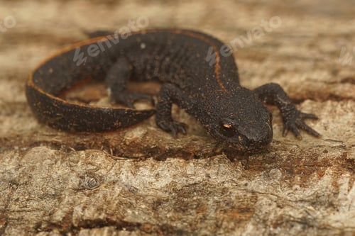 Preview: Full body closeup on a terrestrial juvenile of the Antalolian crested newt, Triturus anatolicus