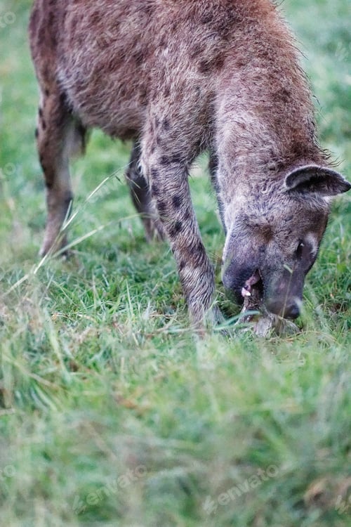 Preview: Hyena eating a bone in Masai Mara National Reserve, Kenya