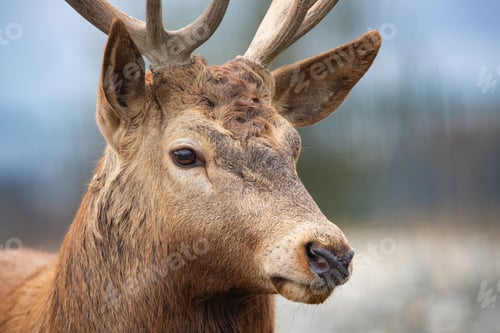 Preview: Red deer portrait