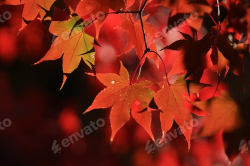 Preview: leaves, autumn, fall leaf, colours, overlay