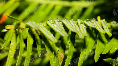 Preview: Rain Droplets On Green Leaves - Close Up Photograph Of Summer Rain Droplets On Leaves Of A Green