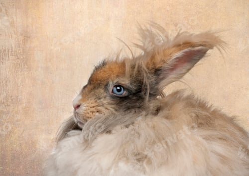Preview: Close-up of English Angora rabbit