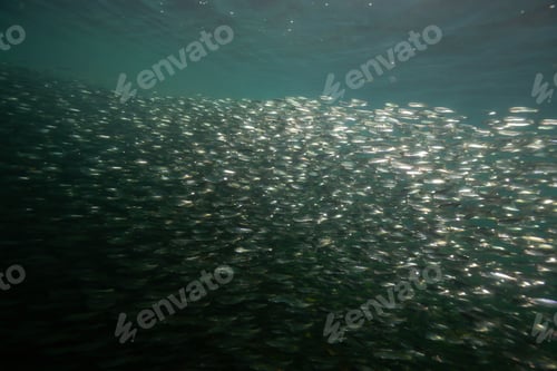 Preview: Underwater scene in the Pacific Ocean with a swarm of small fish swimming in the water