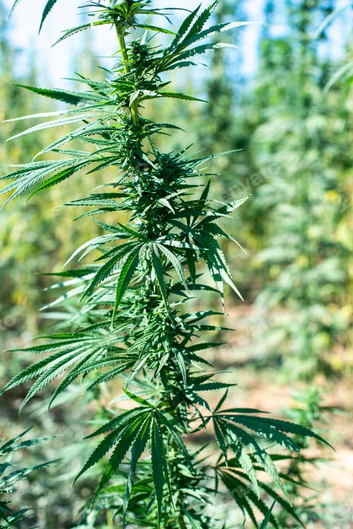 Preview: Marijuana farm. Growing Cannabis sativa in farm.