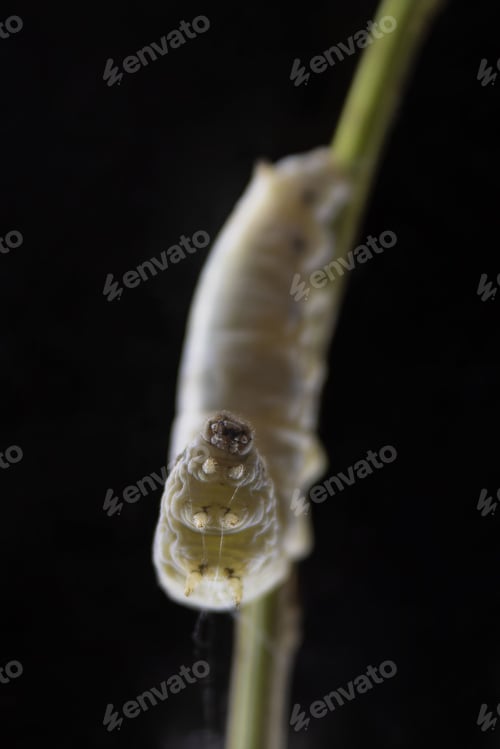 Preview: Close-up of a silkworm on a black background