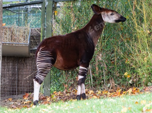 Preview: Okapi at the Beauval Zoo in France