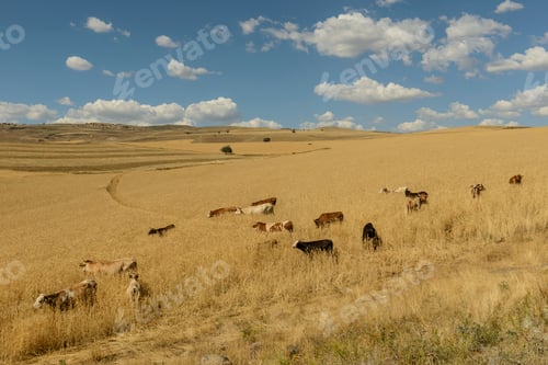 Preview: Gold wheat field. The idea of a rich harvest. Agriculture farm.