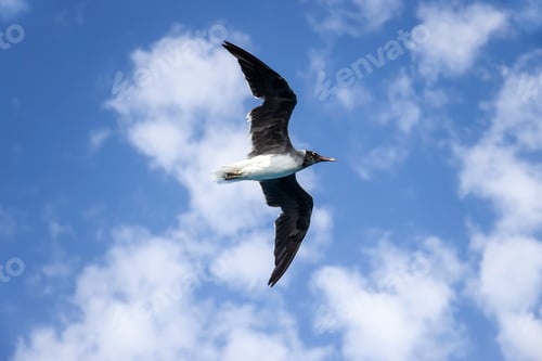 Preview: Large white seagull flies in blue sky with clouds, freedom in wild. Copy space. Selective focus.