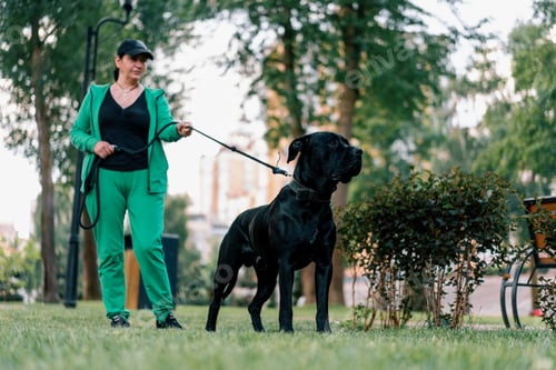 Preview: portrait of a black dog of a large breed of Cane Corso on a walk in the park pulling the leash