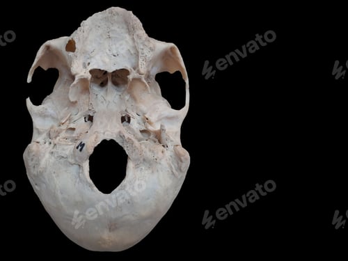 Preview: Close-up shot of an aged human skull base without teeth, perfect for studying anatomy