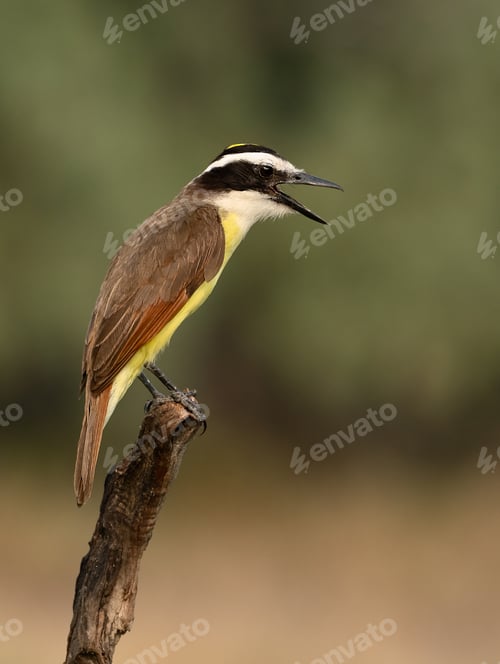 Preview: Great pitanga (Pitangus sulphuratus) sits on a tree branch