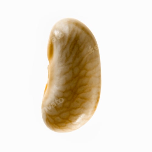Preview: A single yellow flageolet bean, with a veining pattern.
