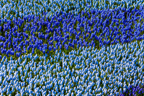 Preview: purple blau little flowers on the background of fresh spring field