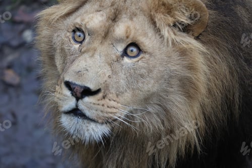 Preview: Close-up portrait of a powerful male African lion facing the camera