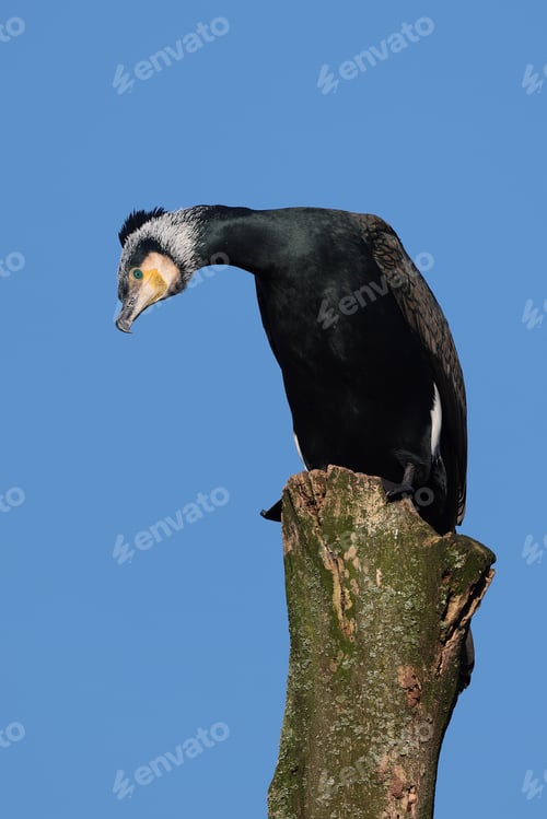 Preview: Great cormorant (Phalacrocorax carbo) sitting on blue sky background