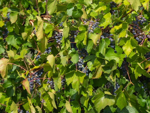 Preview: Bunches of ripe grapes before harvest - small grapes
