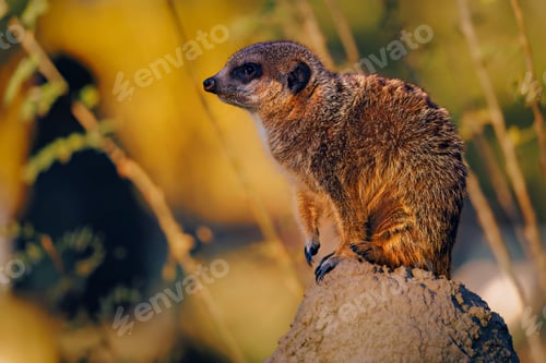 Preview: Meerkat on a Rock in Natural Habitat