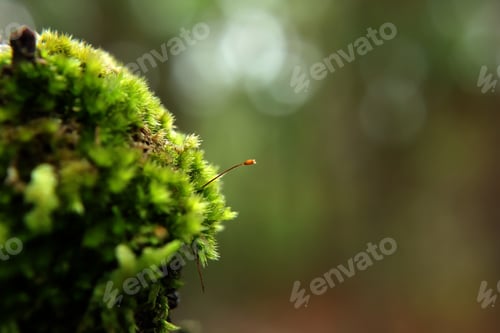 Preview: Moss green in nature on tree