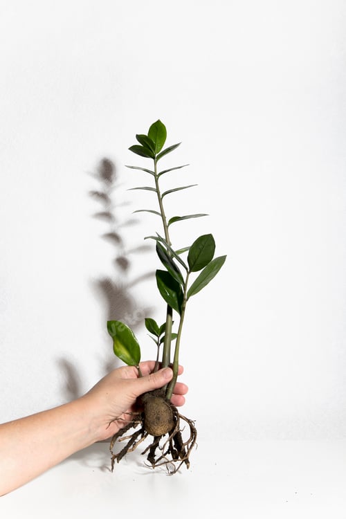 Preview: Zamioculcas green plant in pot