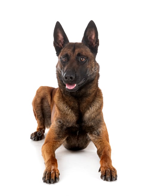 Preview: malinois in studio