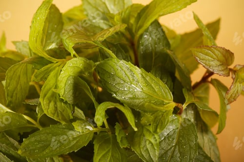 Preview: Mint Fresh Lies On A Bright Isolated Background
